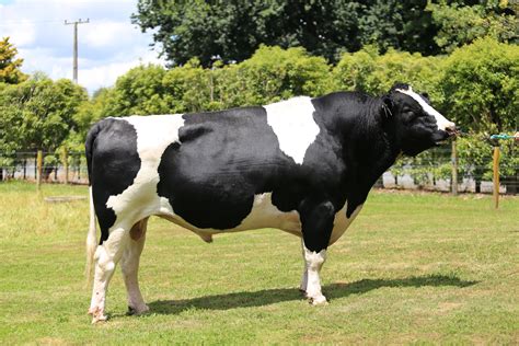 rolex holstein bull|Bull Search .